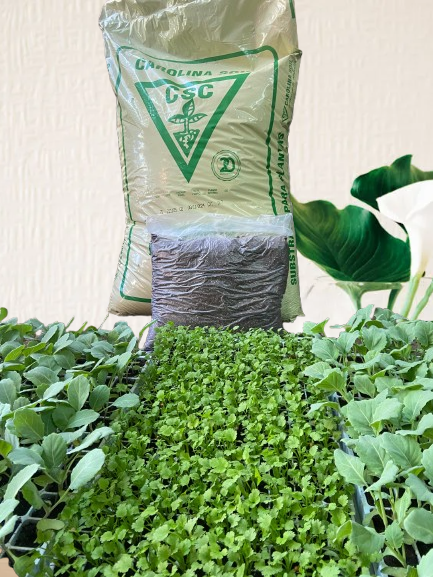 Substrato Carolina Soil