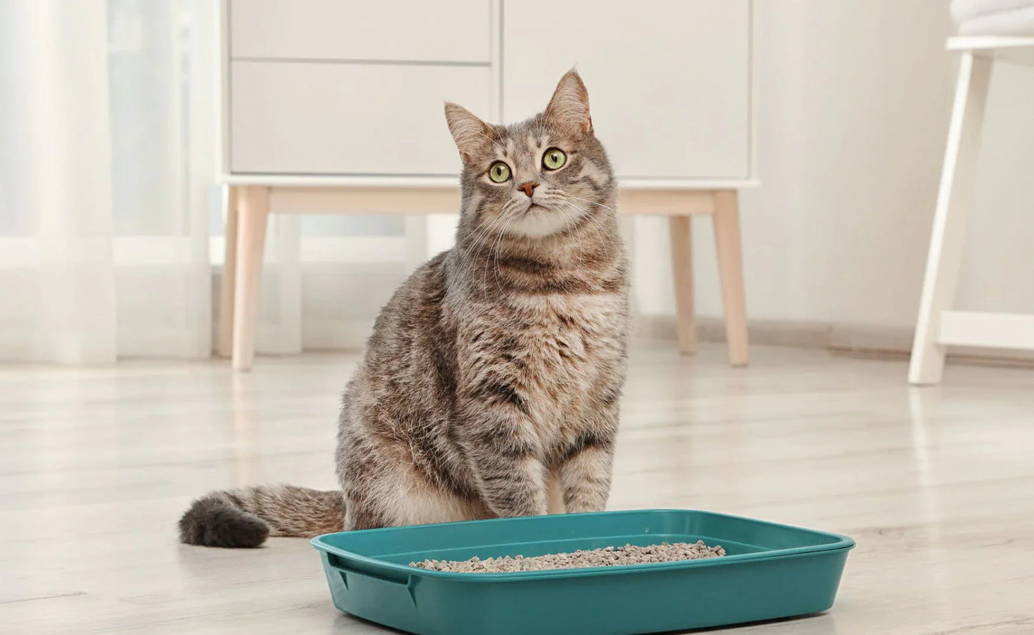 Higiene Pet